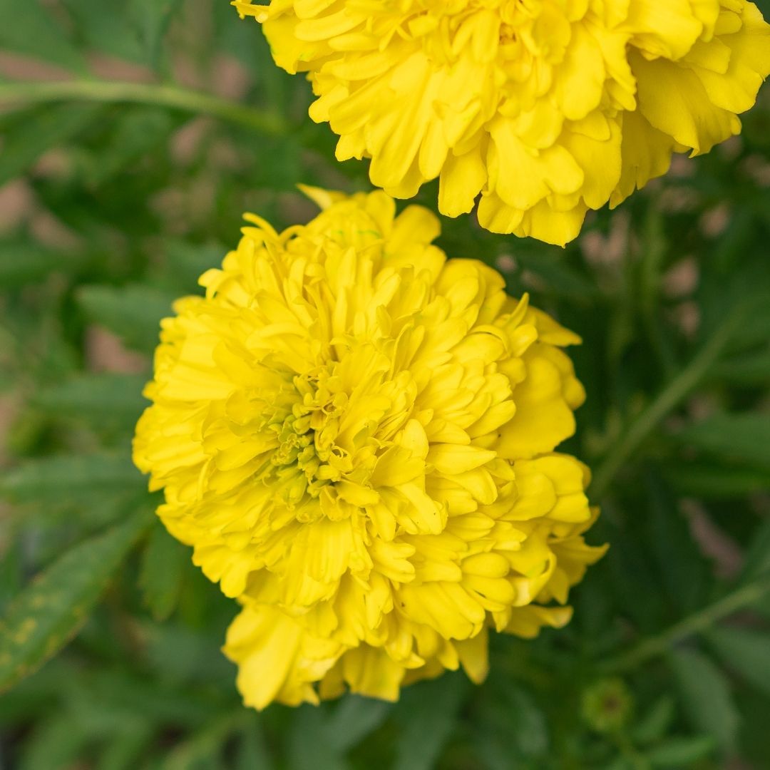 Marigold – Inca Yellow – 4″ Pot